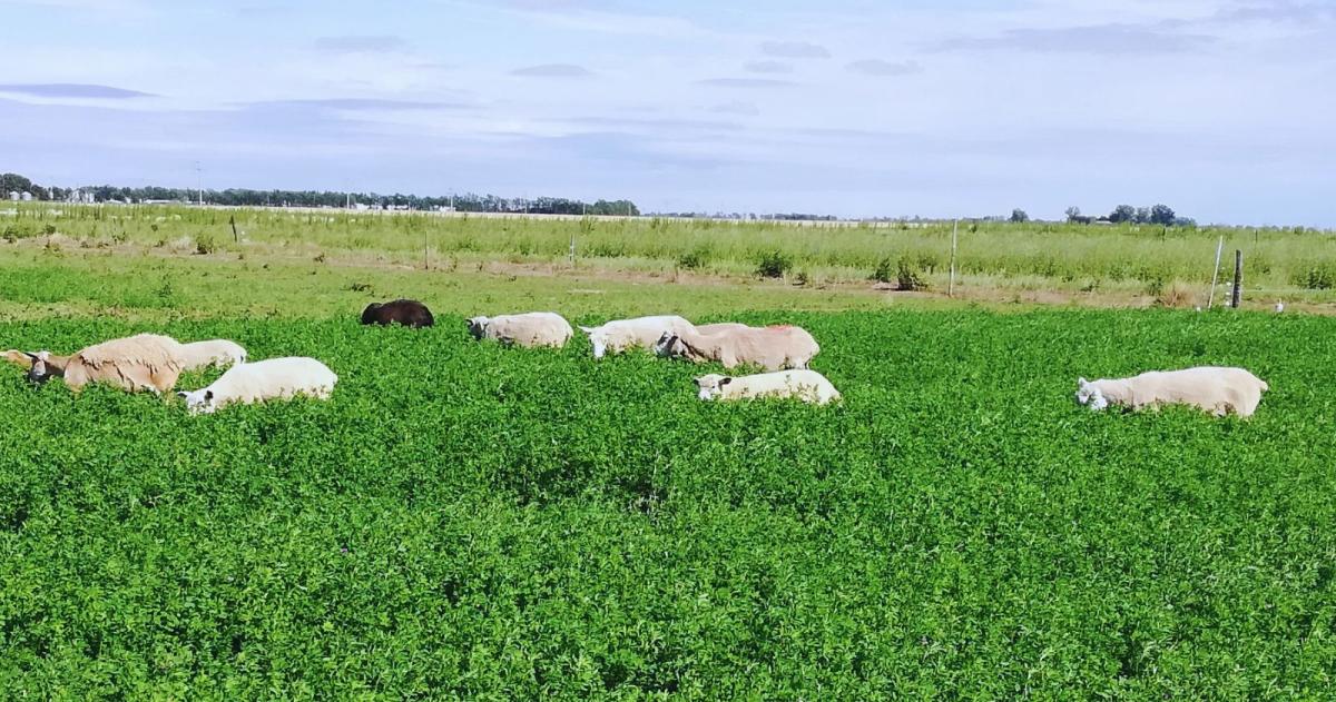 Alfalfa- el lado oscuro de su modelo de explotacioacuten industrial