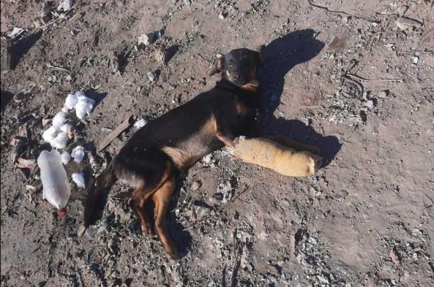 APANI denuncioacute el abandono de un perro en la basura