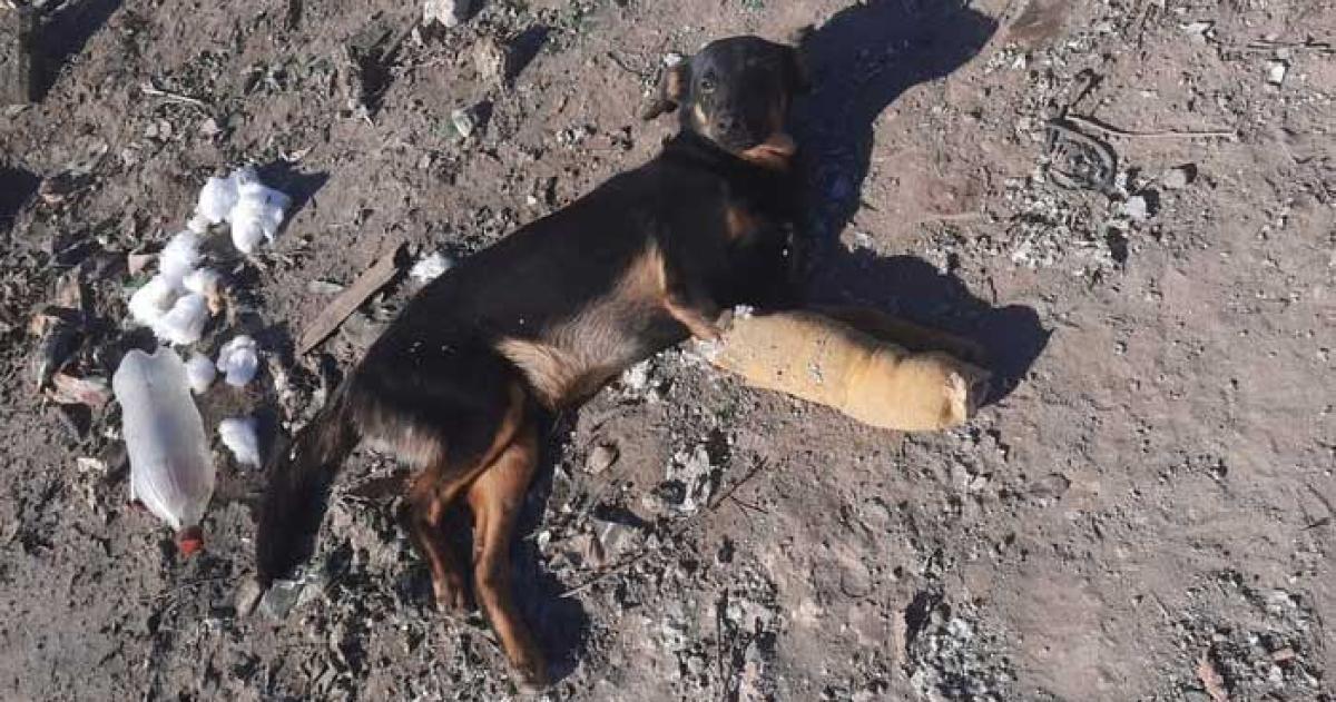 APANI denuncioacute el abandono de un perro en la basura