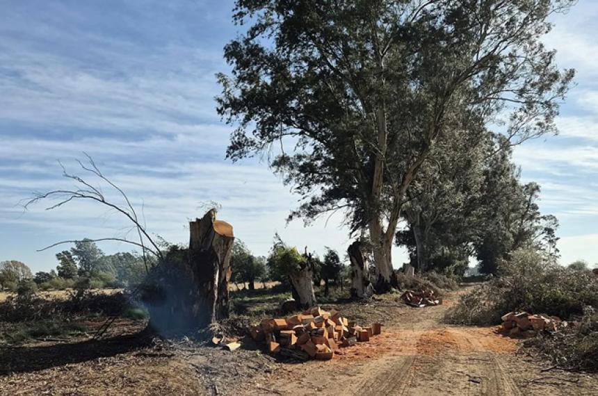 Denuncian arboricidio de eucaliptos centenarios en Maisonnave