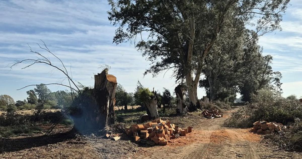Denuncian arboricidio de eucaliptos centenarios en Maisonnave