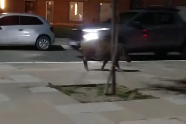 Sorpresa en Guatracheacute- un jabaliacute de gran porte se paseoacute por el centro del pueblo