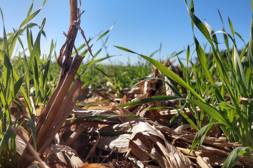 Suelos en riesgo- el declive del maiacutez comocobertura y la oportunidad del sorgo graniacutefero