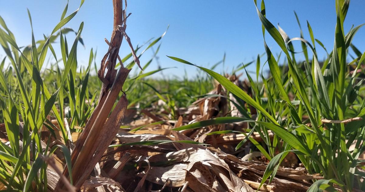 Suelos en riesgo- el declive del maiacutez comocobertura y la oportunidad del sorgo graniacutefero