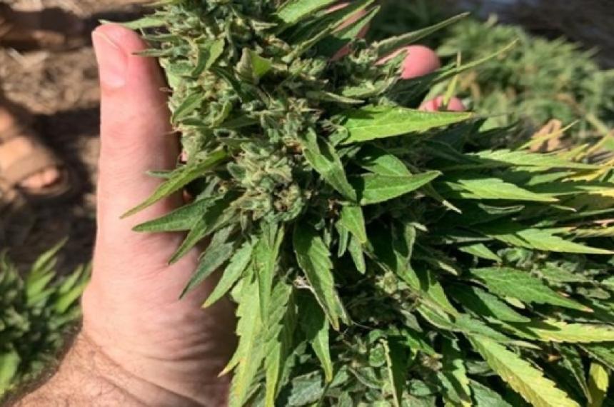 Otro allanamiento a productora de cannabis medicinal ahora en General Acha