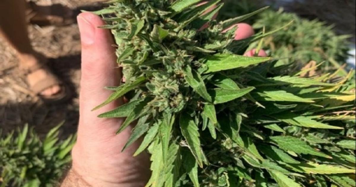Otro allanamiento a productora de cannabis medicinal ahora en General Acha