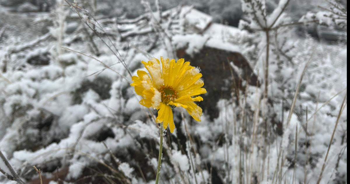 Las fotos de la nevada en el Parque Lihue Calel