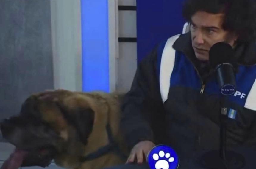 Javier Milei aparecioacute con su perro Conan en un programa de streaming