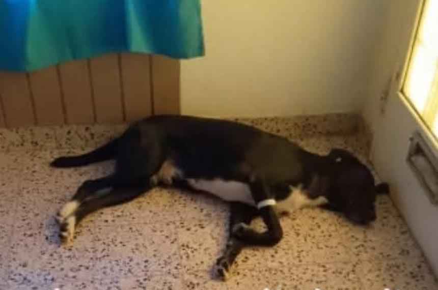 Investigan el robo de Juanito un perro en Santa Rosa