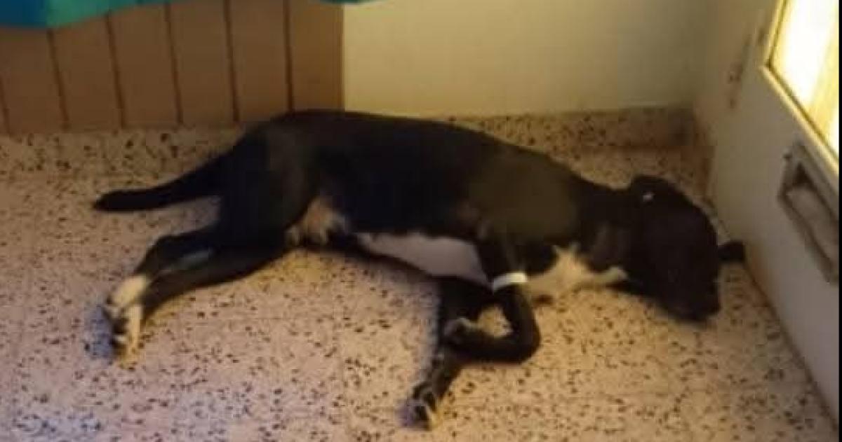 Investigan el robo de Juanito un perro en Santa Rosa