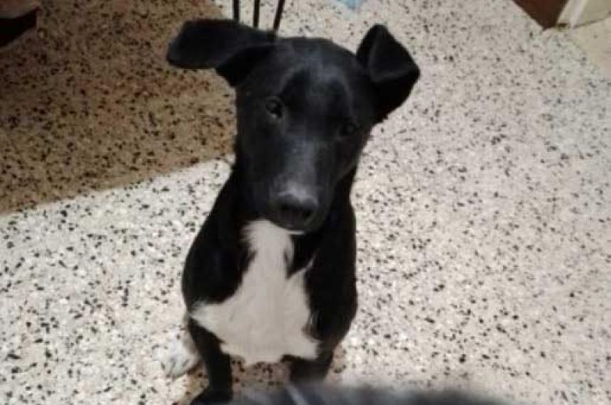 Encontraron muerto a Juanito el perro robado en Santa Rosa- exigen justicia