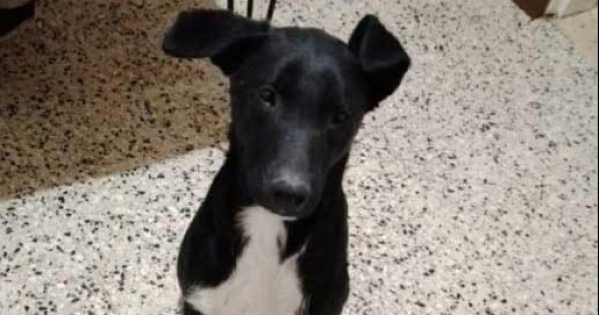 Encontraron muerto a Juanito el perro robado en Santa Rosa- exigen justicia