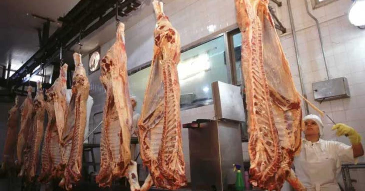Asado maacutes barato en la Patagonia- crecen los enviacuteos desde el norte del paiacutes