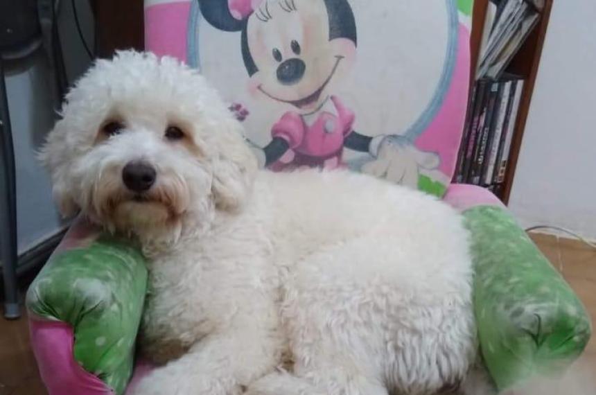 Accidente en Ruta 35- un perro perdido tras el impacto