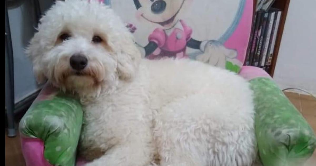 Accidente en Ruta 35- un perro perdido tras el impacto