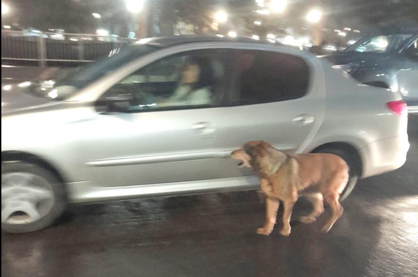 El curioso incidente causado por un perro de la calle