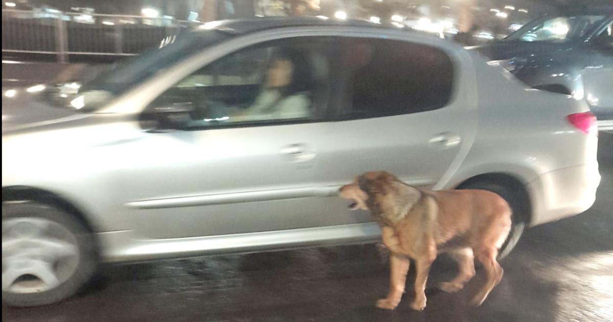 El curioso incidente causado por un perro de la calle
