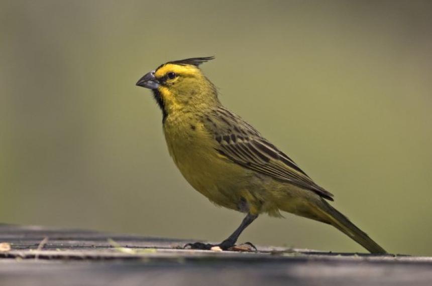 Avistaje de aves en el Botaacutenico