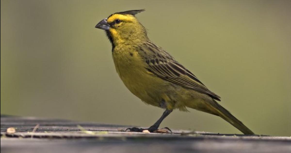 Avistaje de aves en el Botaacutenico