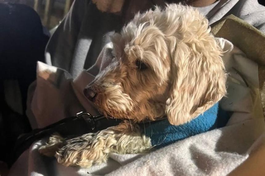 Aparecioacute Charly el perro perdido tras un siniestro vial en la Ruta 35