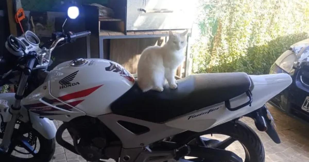 Robaron una moto en Realicoacute