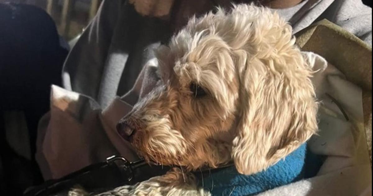 Aparecioacute Charly el perro perdido tras un siniestro vial en la Ruta 35