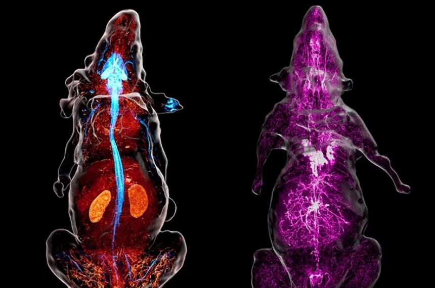 Microscopio de alta precisioacuten traza la ruta de los nervios en ratones