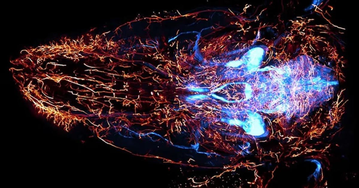 Microscopio de alta precisioacuten traza la ruta de los nervios en ratones