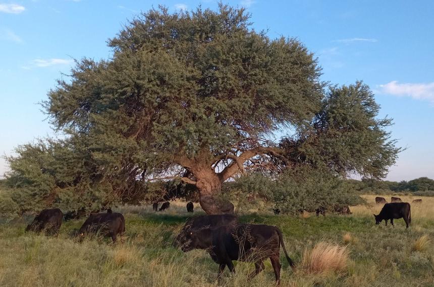 Monte de caldeacuten y arbustal de jarilla- diagnoacutestico y reversioacuten de la degradacioacuten sin detener la produccioacuten