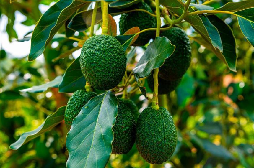 Coacutemo germinar semillas de palta y cultivar tu propio aacuterbol en casa