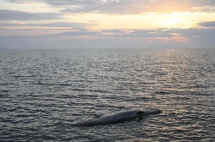 Misterio en el Riacuteo de la Plata- aparecioacute otra ballena muerta en la Costanera