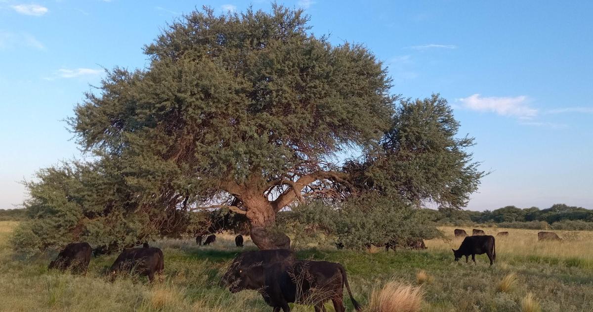 Monte de caldeacuten y arbustal de jarilla- diagnoacutestico y reversioacuten de la degradacioacuten sin detener la produccioacuten