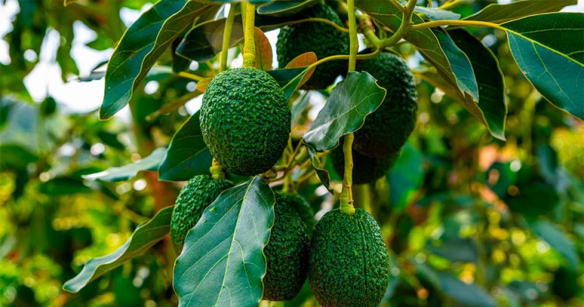 Coacutemo germinar semillas de palta y cultivar tu propio aacuterbol en casa