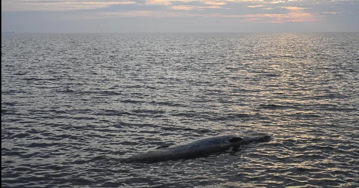 Misterio en el Riacuteo de la Plata- aparecioacute otra ballena muerta en la Costanera