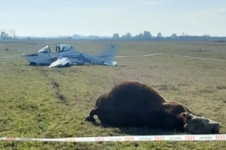 Una avioneta matoacute un toro durante un aterrizaje en Chivilcoy