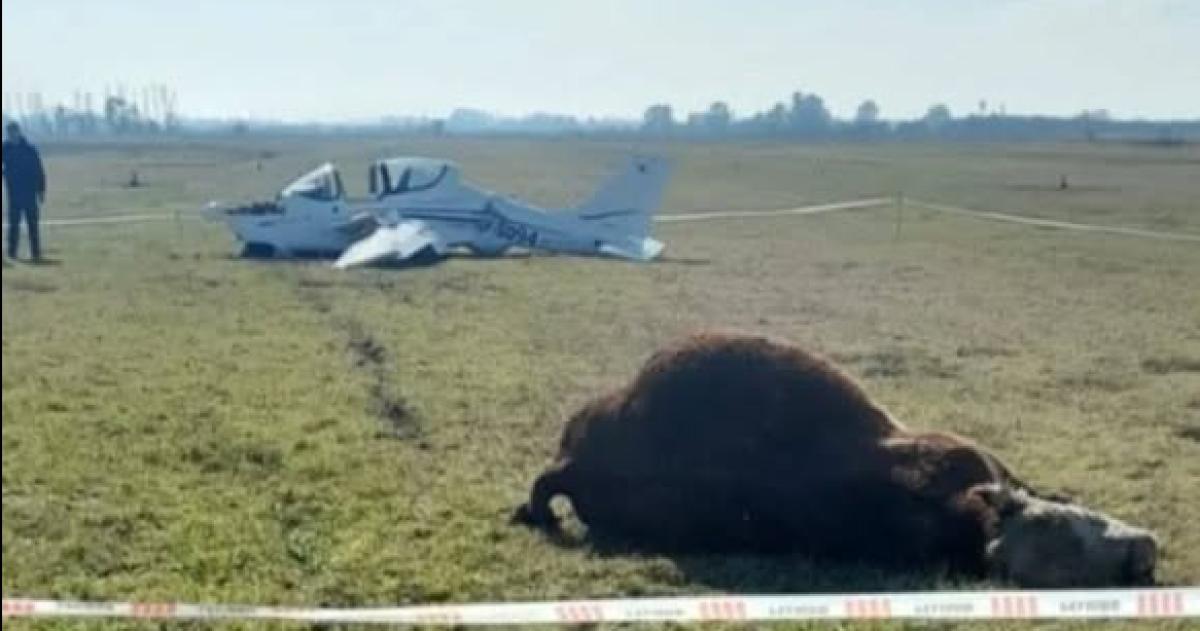 Una avioneta matoacute un toro durante un aterrizaje en Chivilcoy