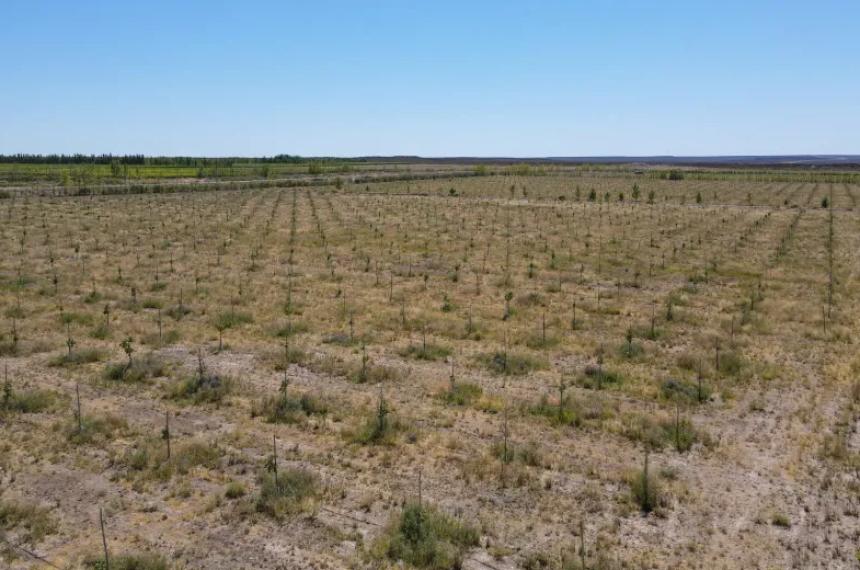 Destacan la inversioacuten pampeana para producir pistachos