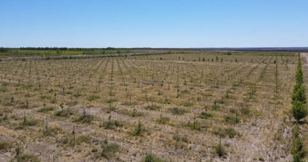 Destacan la inversioacuten pampeana para producir pistachos