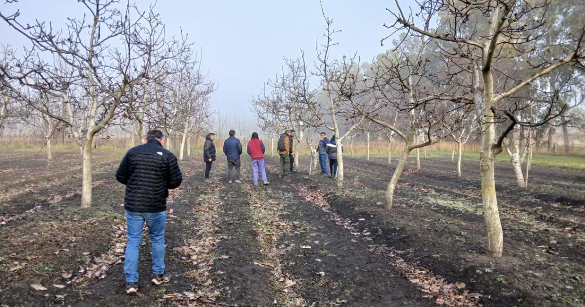La Pampa impulsa el desarrollo de frutos secos incorporando nuevas experiencias teacutecnicas