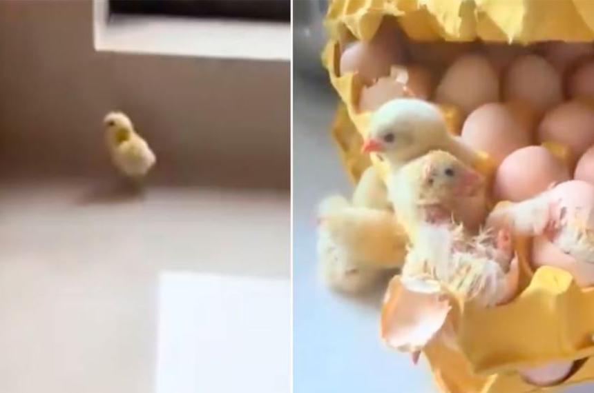 Impactante sorpresa en la cocina- nacieron 70 pollitos de maples de huevos