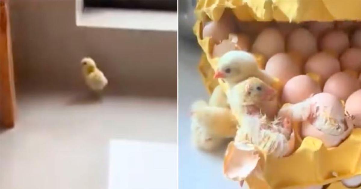 Impactante sorpresa en la cocina- nacieron 70 pollitos de maples de huevos