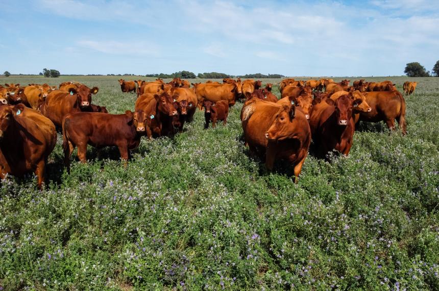Nutricioacuten Animal de Precisioacuten- balance energeacutetico taninos funcionales y el rol de los granos vestidos 