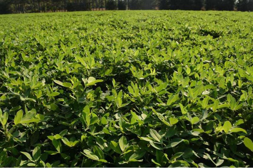 Produccioacuten recordoacute que es obligatorio registrar el cultivo de maniacute