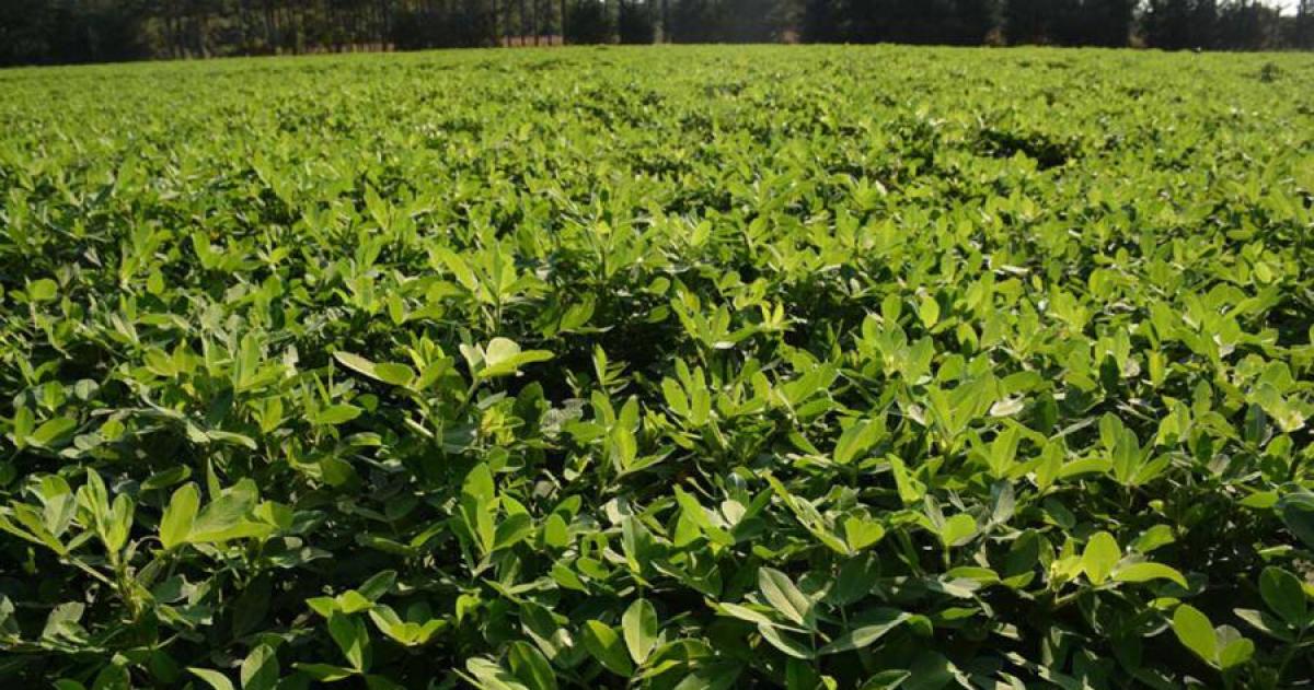 Produccioacuten recordoacute que es obligatorio registrar el cultivo de maniacute