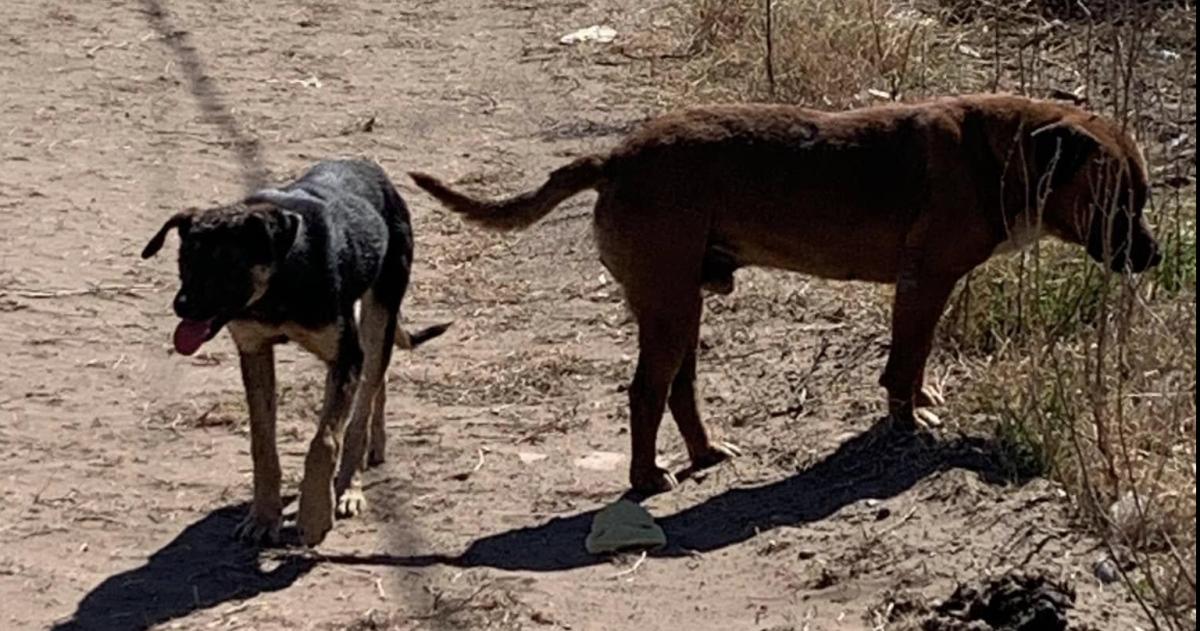 Fallo confirma condena al duentildeo del perro que lesionoacute a una mujer en Toay