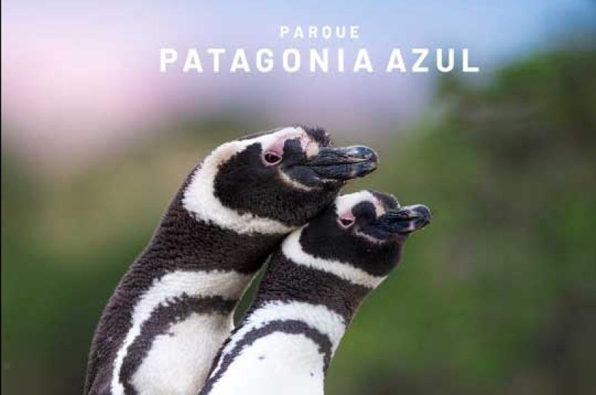Patagonia Azul- una nueva reserva marina impulsa el turismo y protege la biodiversidad