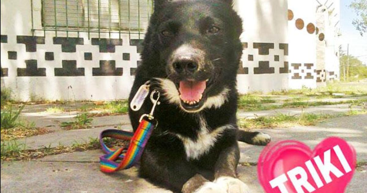 Murioacute Triki el perro de todos que no teniacutea duentildeo