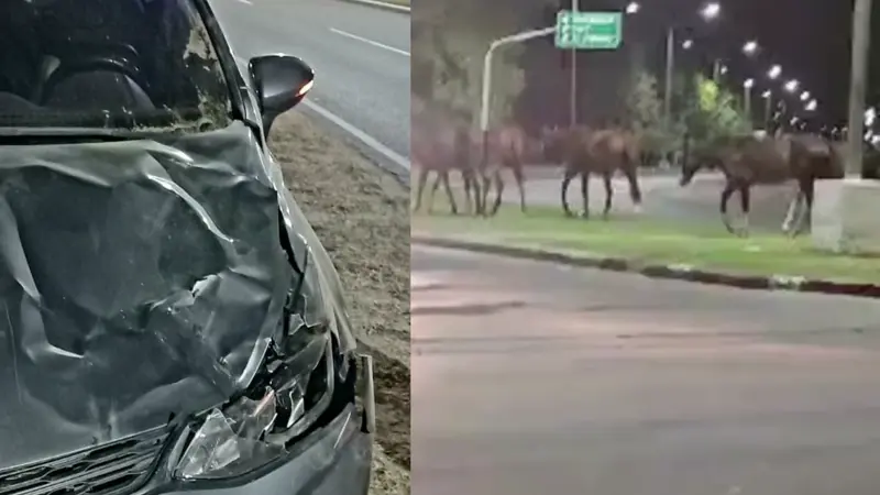 Otro siniestro por una tropilla en la Avenida Peroacuten