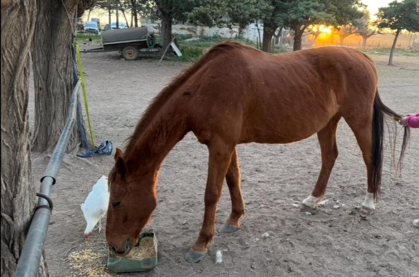 Ofrecen millonaria recompensa por dos caballos extraviados en Santa Rosa