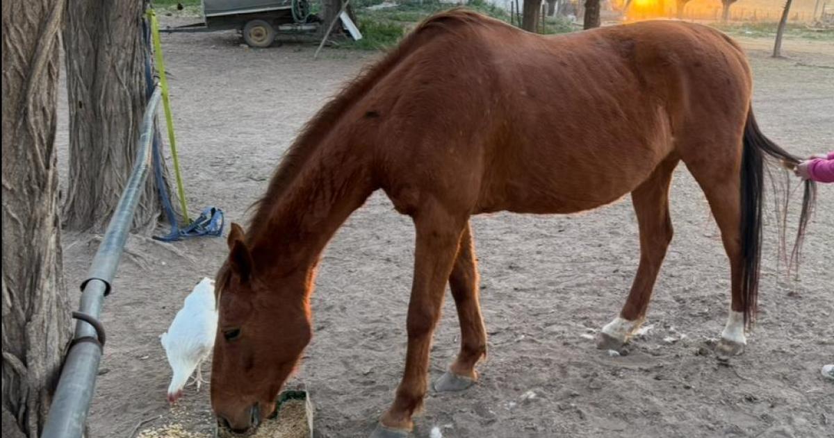 Ofrecen millonaria recompensa por dos caballos extraviados en Santa Rosa